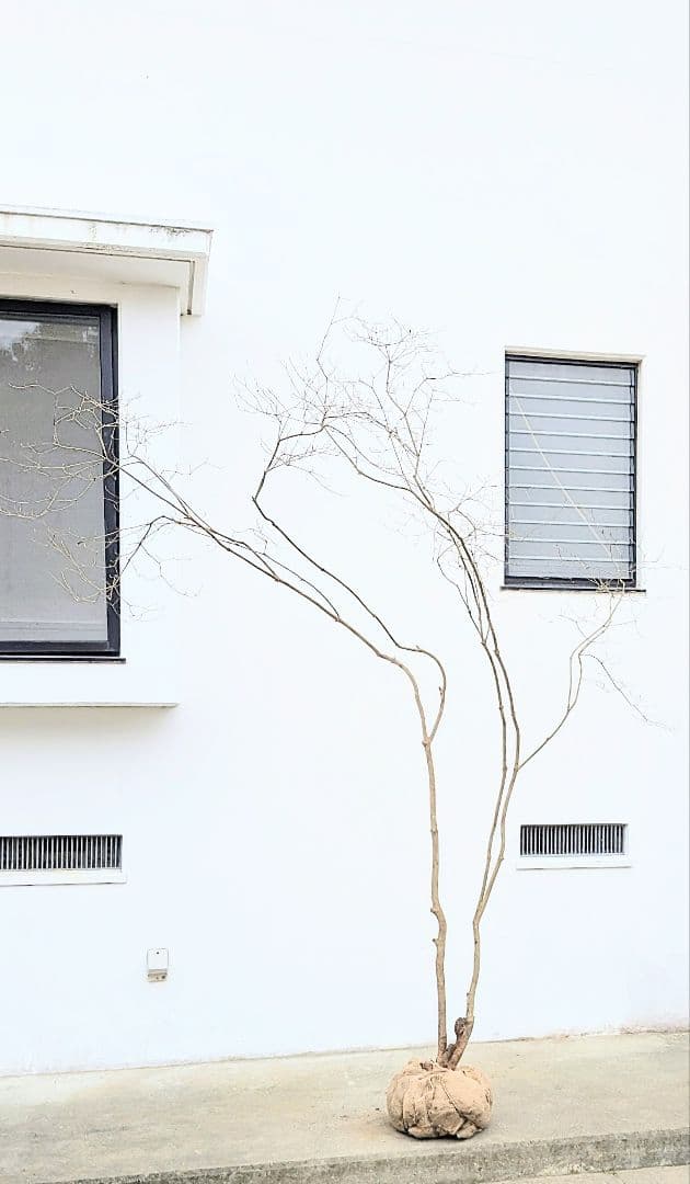 存在感。山採りドウダンツツジ。