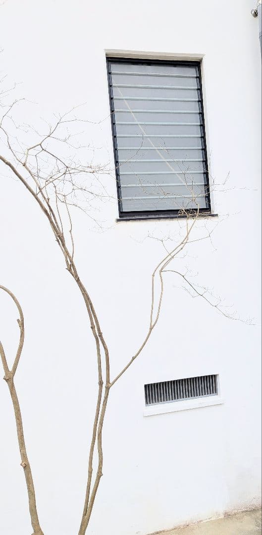 存在感。山採りドウダンツツジ。