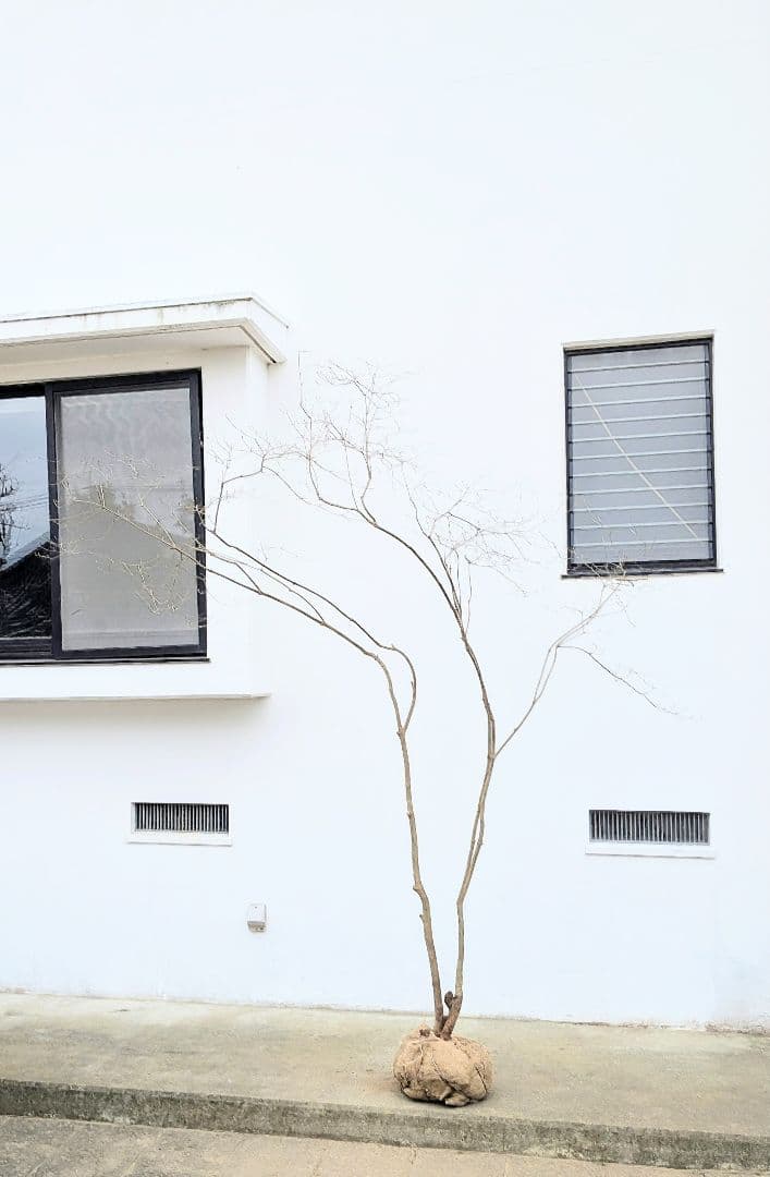 存在感。山採りドウダンツツジ。