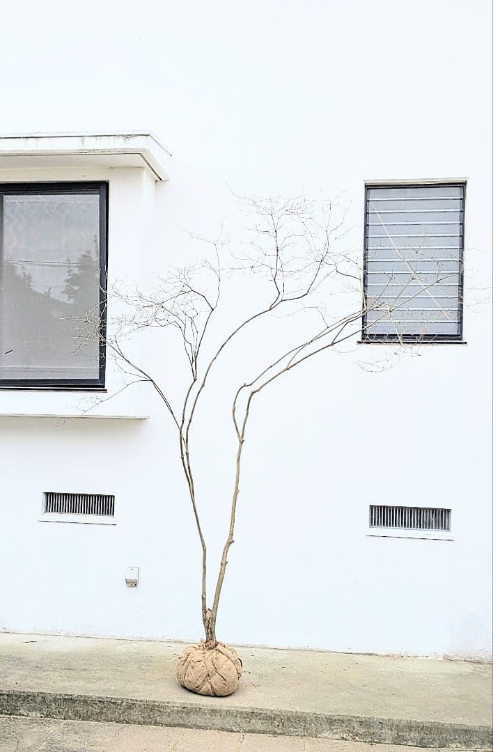 存在感。山採りドウダンツツジ。