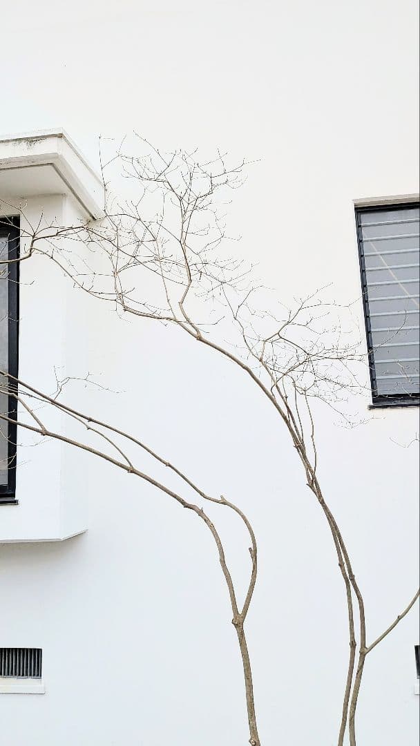 存在感。山採りドウダンツツジ。