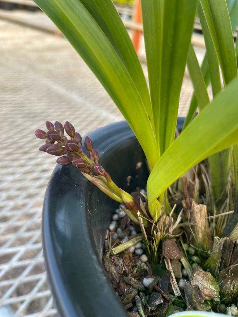 R8年キンリョウヘン花芽7本#3 - メルカリ