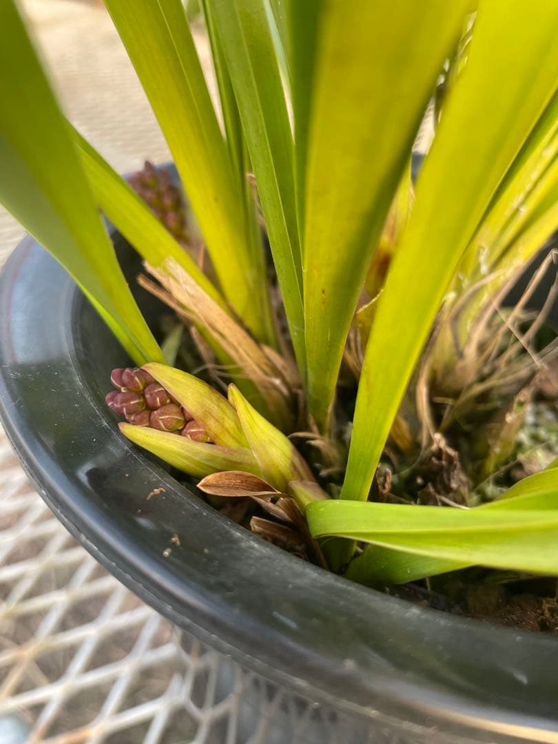 R8年キンリョウヘン花芽7本#3 - メルカリ