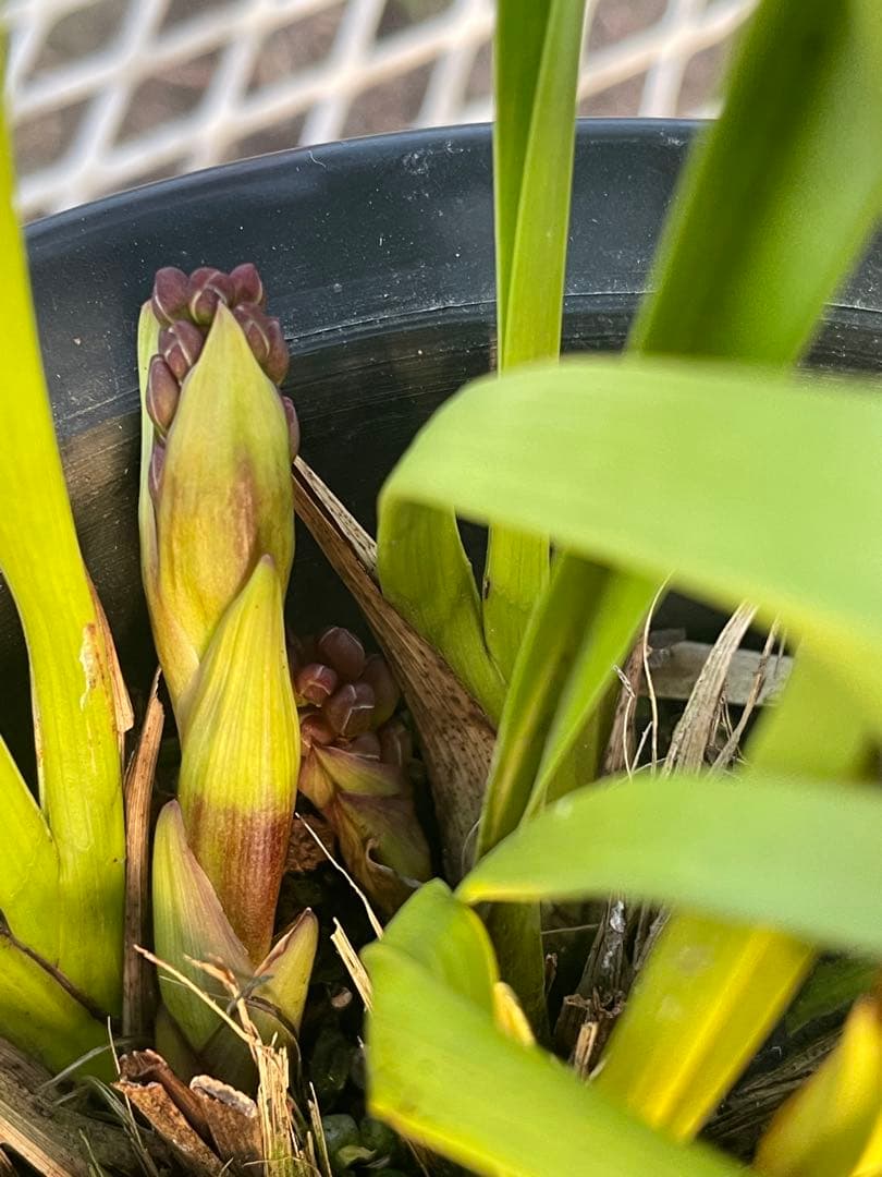 R8年キンリョウヘン花芽7本#3 - メルカリ