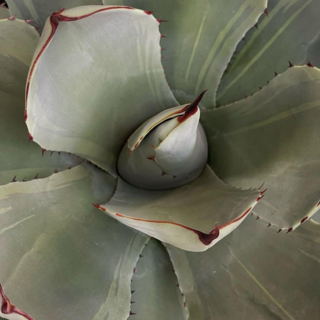アガベ パリー トランカータ 斑入り 検） オバティフォリア モンタナ