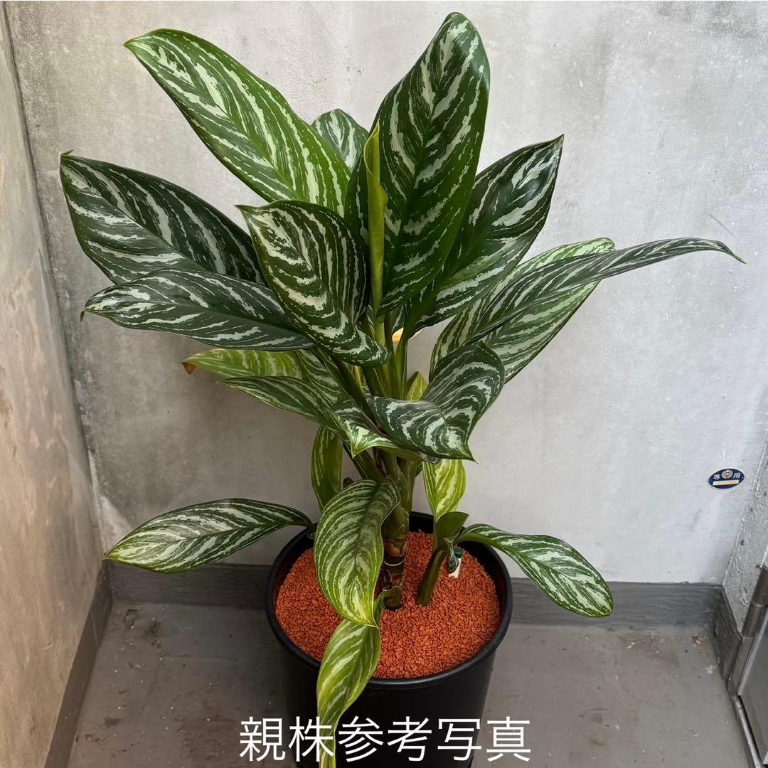 アグラオネマ ニティドゥム カーティシー 観葉植物 LEON レオン 19