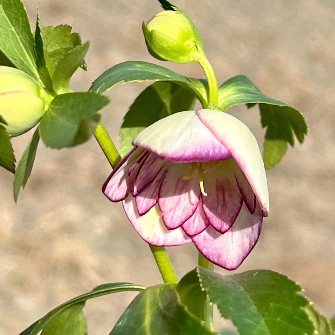 ˙*⋆様 ☘️極上☘️❤️根充実❤️しっかり新芽❤️3286⭐️フジタ⭐️超小輪