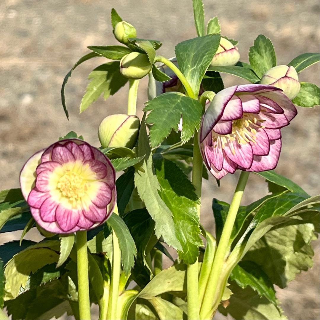 ˙*⋆様 ☘️極上☘️❤️根充実❤️しっかり新芽❤️3286⭐️フジタ⭐️超小輪