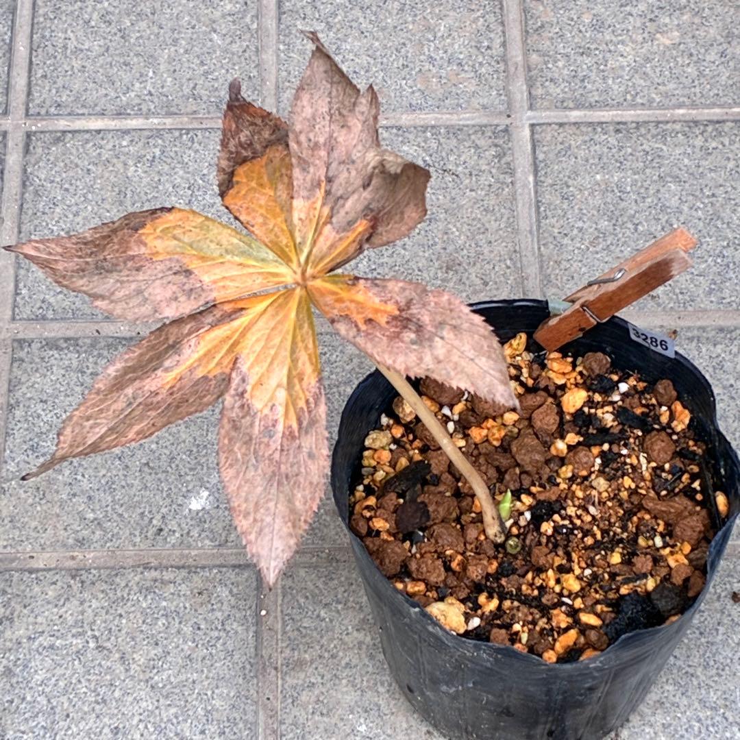 ˙*⋆様 ☘️極上☘️❤️根充実❤️しっかり新芽❤️3286⭐️フジタ⭐️超小輪