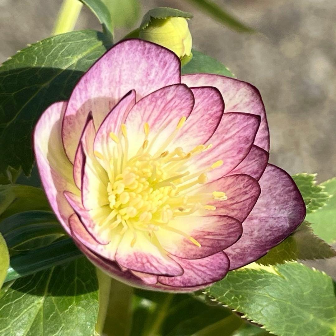 ˙*⋆様 ☘️極上☘️❤️根充実❤️しっかり新芽❤️3286⭐️フジタ⭐️超小輪