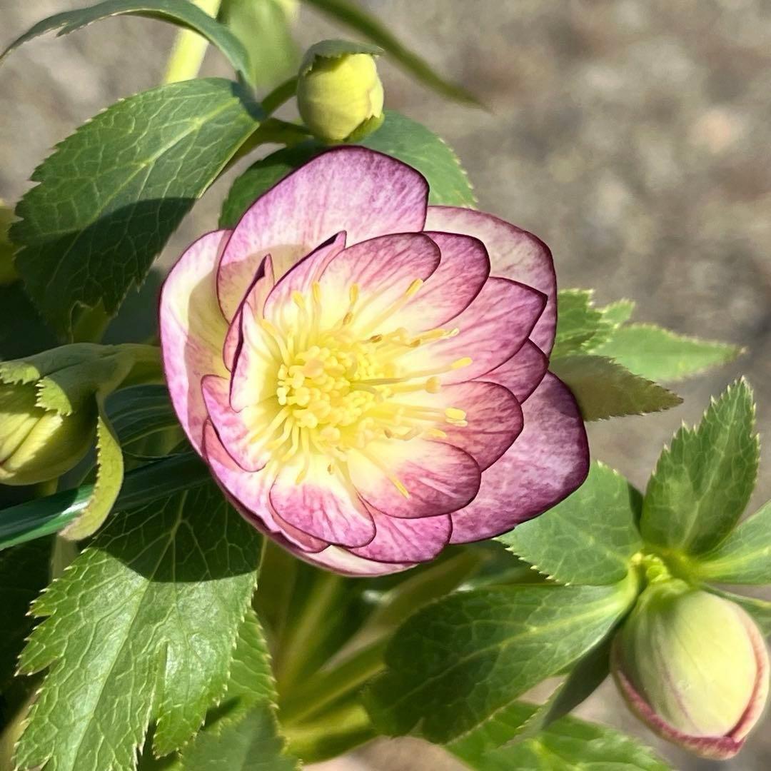 ˙*⋆様 ☘️極上☘️❤️根充実❤️しっかり新芽❤️3286⭐️フジタ⭐️超小輪