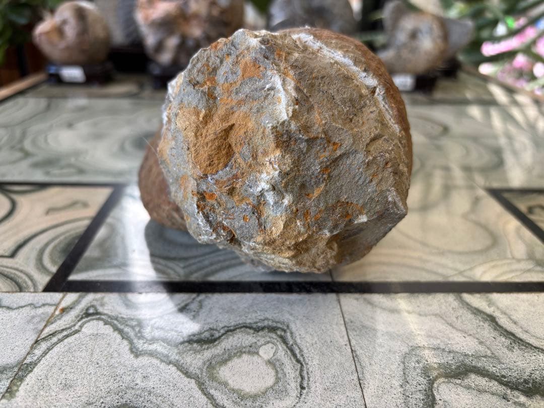 アンモナイト　化石　鉱石　希少　インテリア　　2