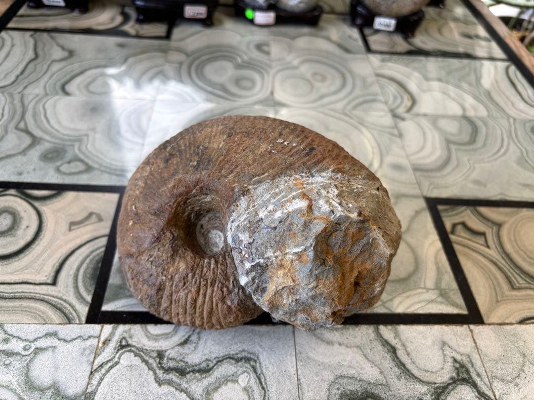 アンモナイト　化石　鉱石　希少　インテリア　　2