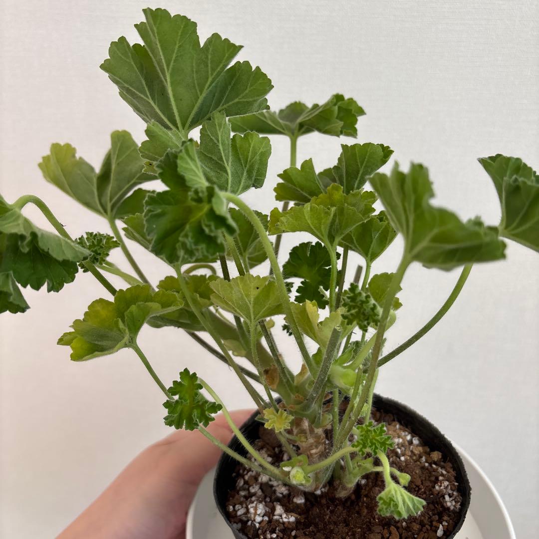 希少品種ゼラニウム　激レア品種ゼラニウム　KR01 チョー珍しいゼラニウム