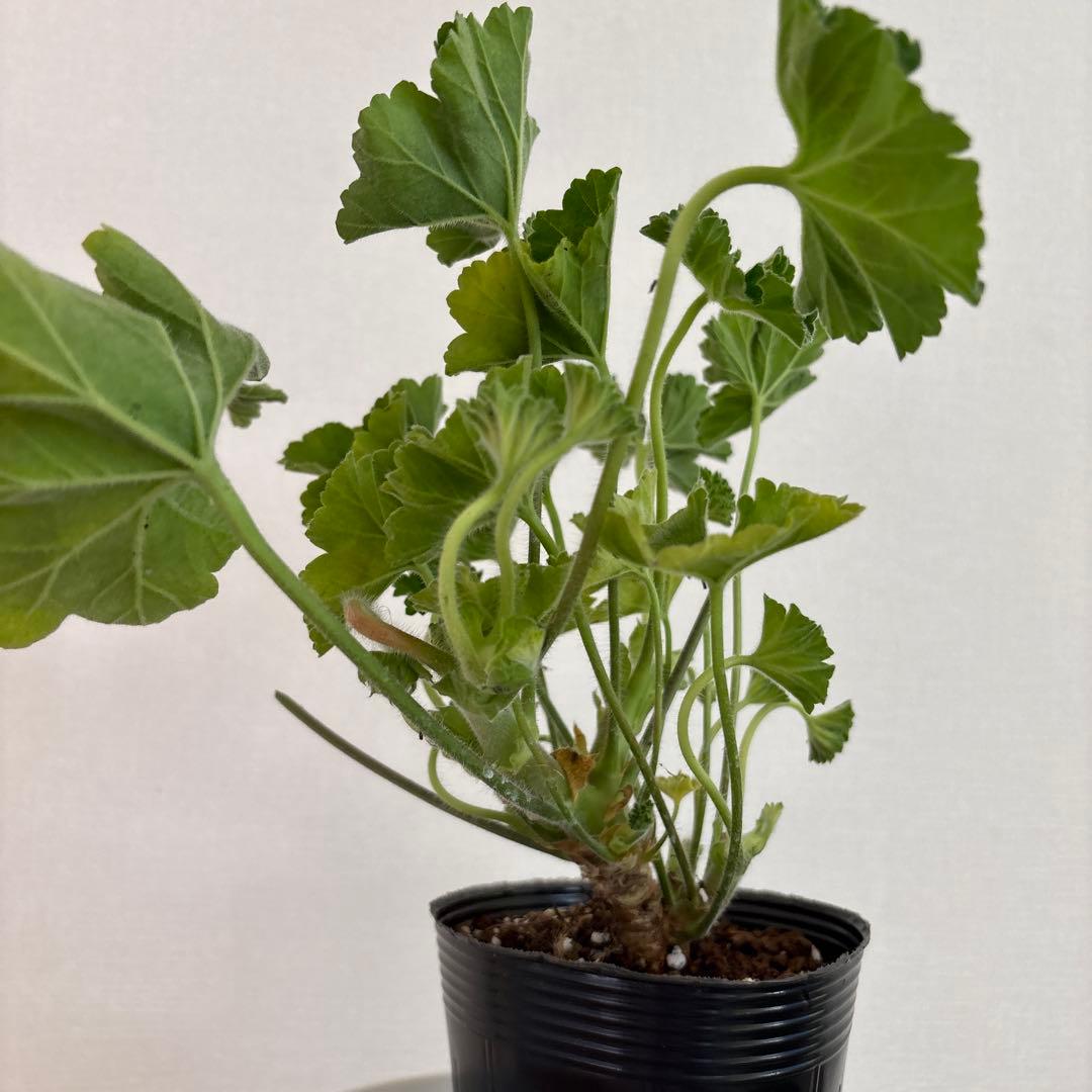 希少品種ゼラニウム　激レア品種ゼラニウム　KR01 チョー珍しいゼラニウム