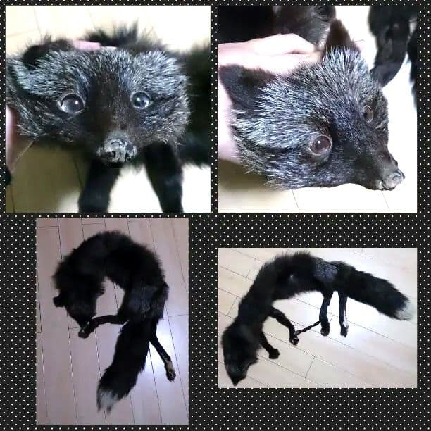 昭和レトロ アンティーク タヌキのえりまき ファーマフラー - メルカリ