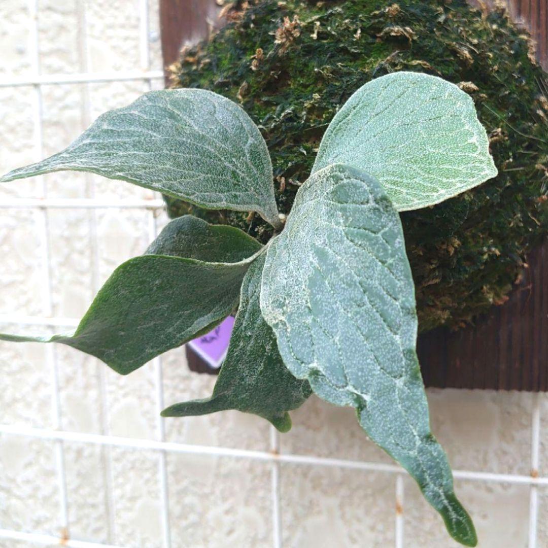 ④ビカクシダ fish bone oc - メルカリ