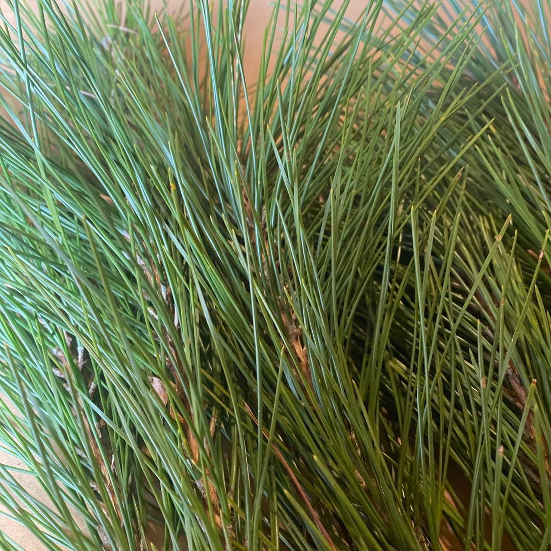 【みかん箱3箱分】松　40cm目安　門松　正月飾り　みかん箱パンパン