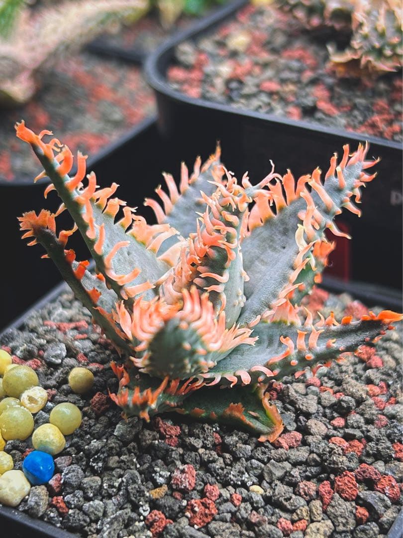 “Lionfish” アロエハイブリッド ライオンフィッシュ