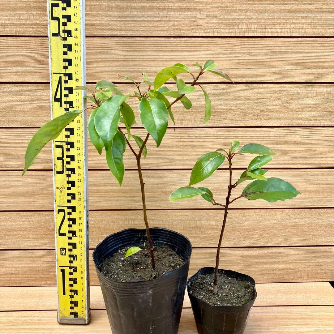 くすのき（楠）実生苗2本 抜き苗 - メルカリ