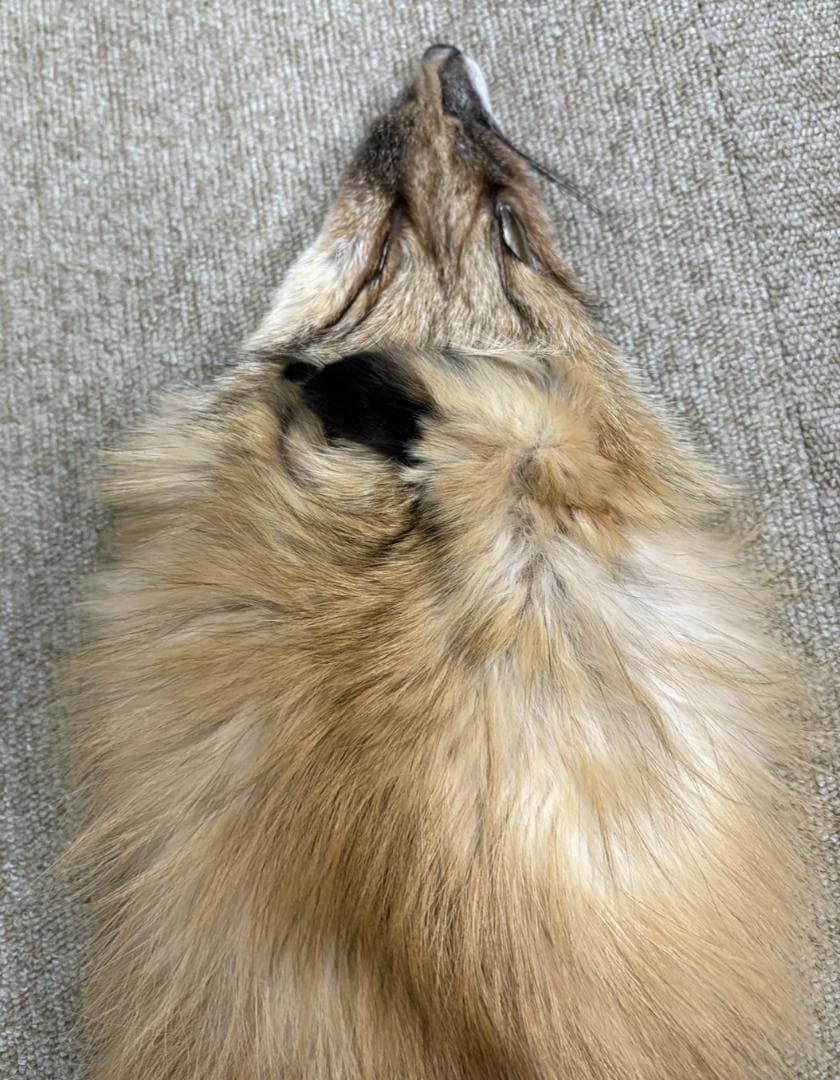 高品質！ レッドフォックスの毛皮　１点もの