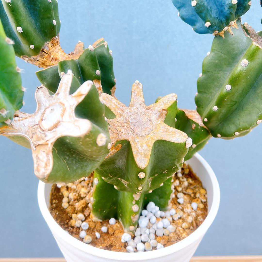 現品　サボテン　柱サボテン　ブランチ　鬼面角　4　特大　ドライガーデン　観葉植物