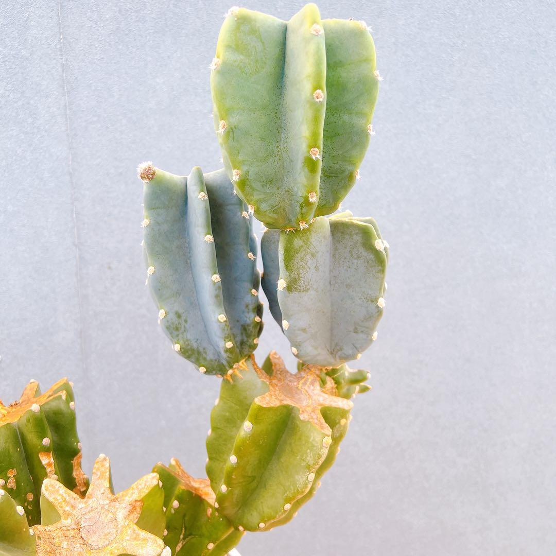 現品　サボテン　柱サボテン　ブランチ　鬼面角　4　特大　ドライガーデン　観葉植物