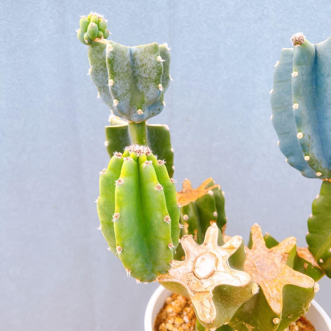 現品　サボテン　柱サボテン　ブランチ　鬼面角　4　特大　ドライガーデン　観葉植物