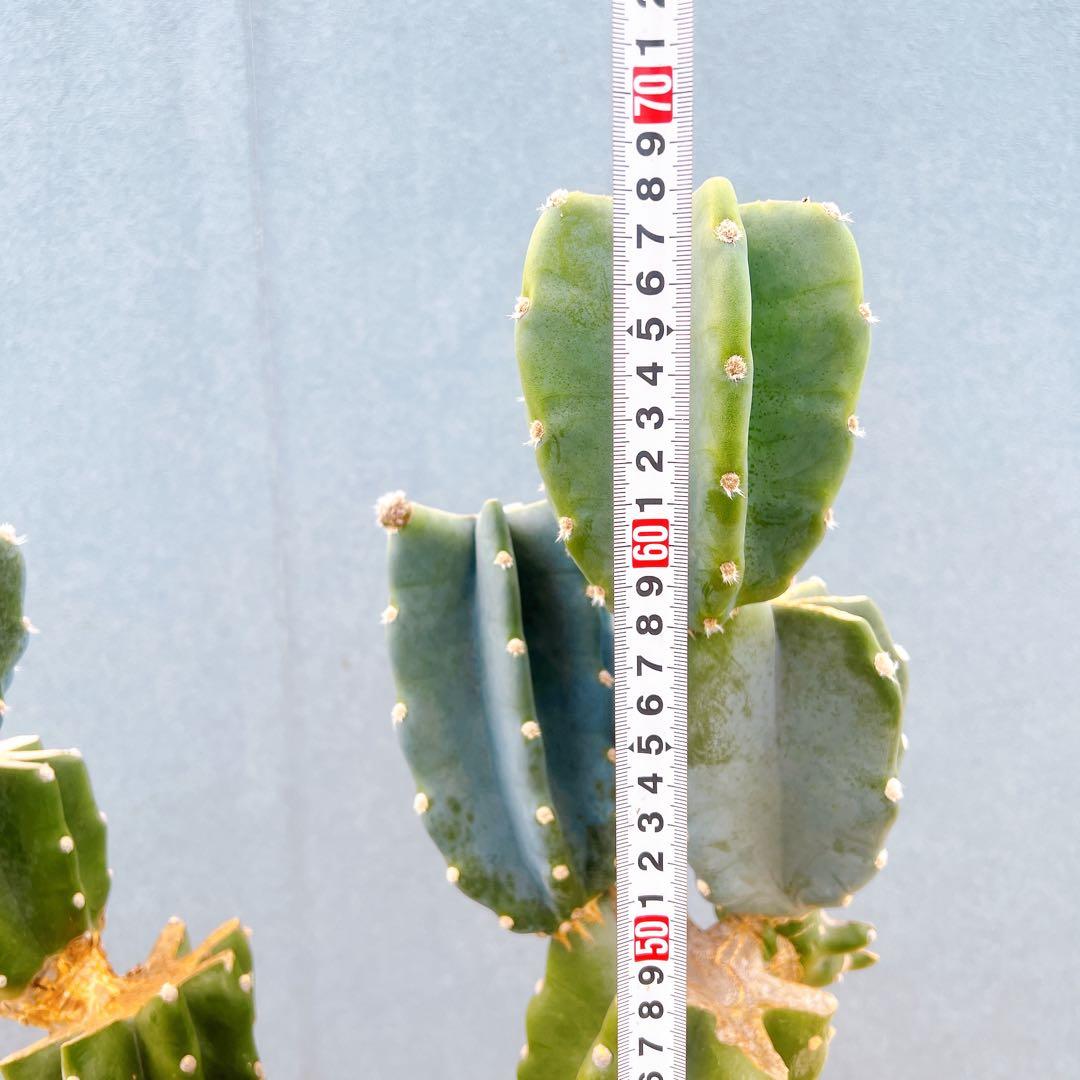 現品　サボテン　柱サボテン　ブランチ　鬼面角　4　特大　ドライガーデン　観葉植物