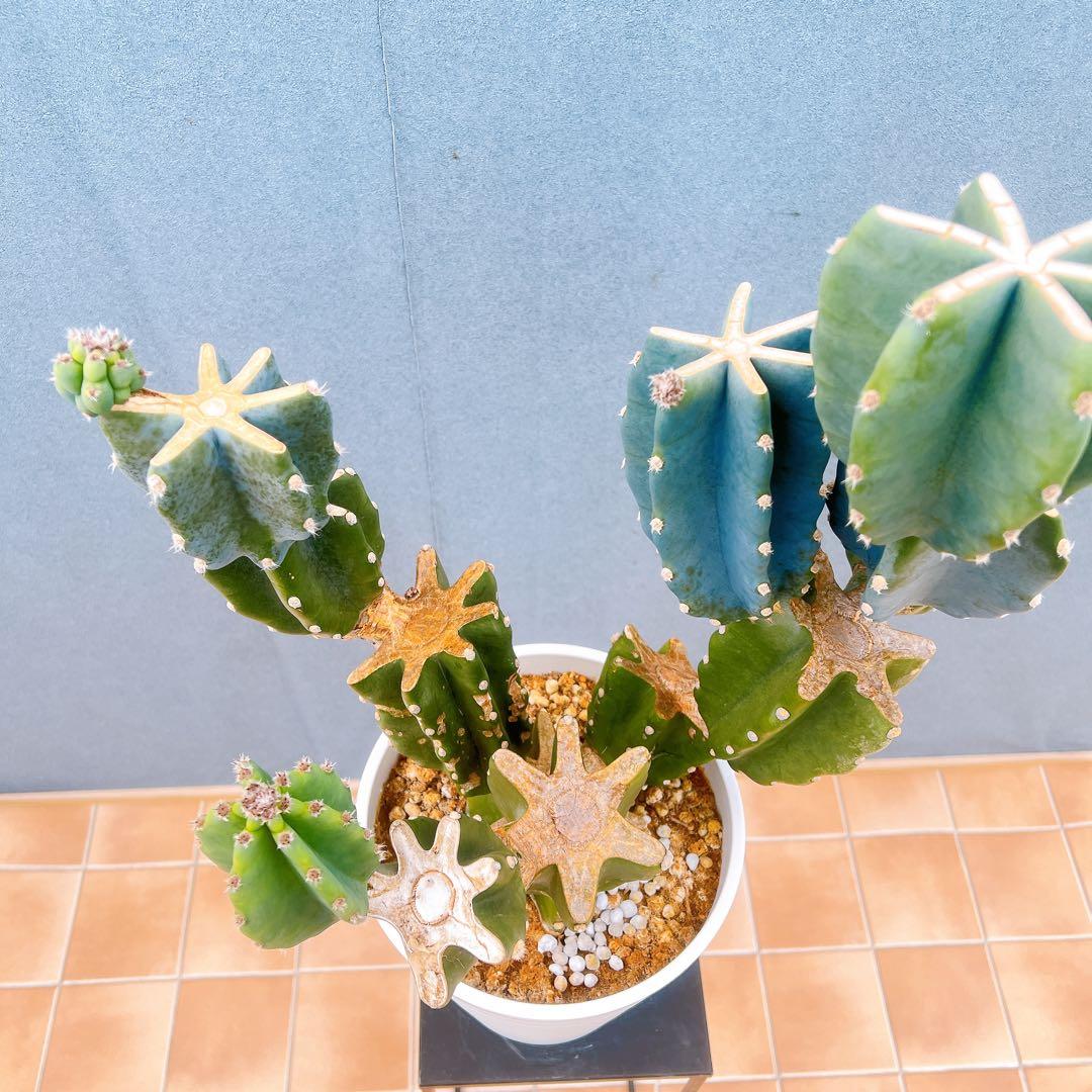 現品　サボテン　柱サボテン　ブランチ　鬼面角　4　特大　ドライガーデン　観葉植物