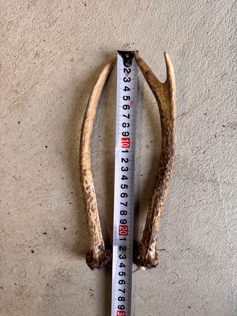 日本鹿の角 11対(22本セット) No.4