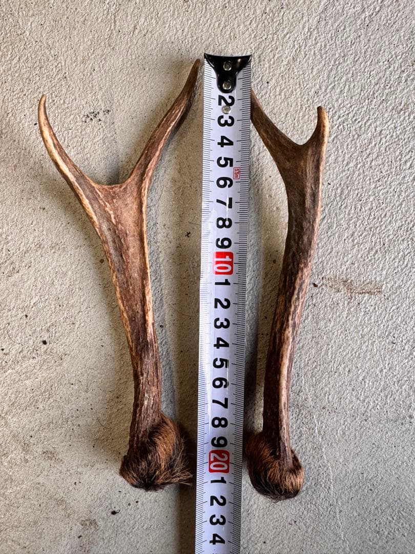 日本鹿の角 11対(22本セット) No.4