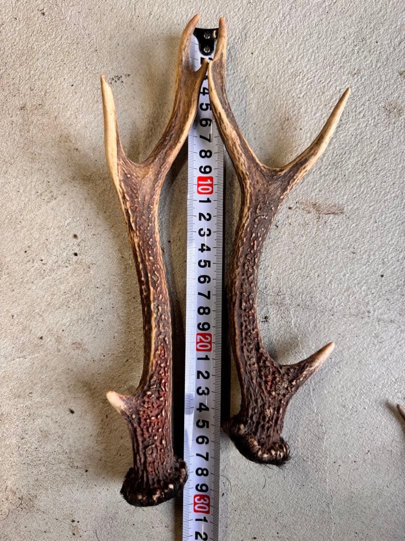 日本鹿の角 11対(22本セット) No.4