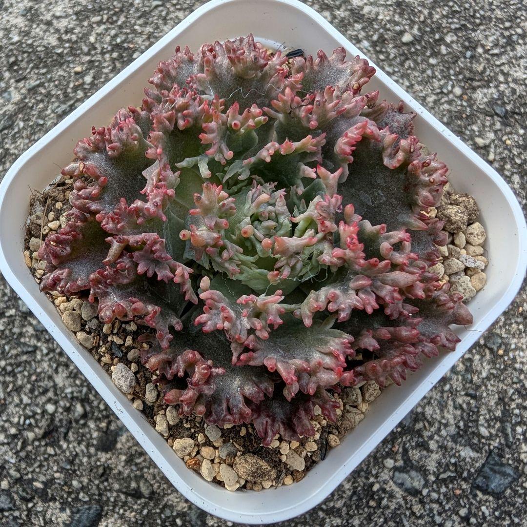 一点のみ 韓国苗 スターファイア 多肉植物