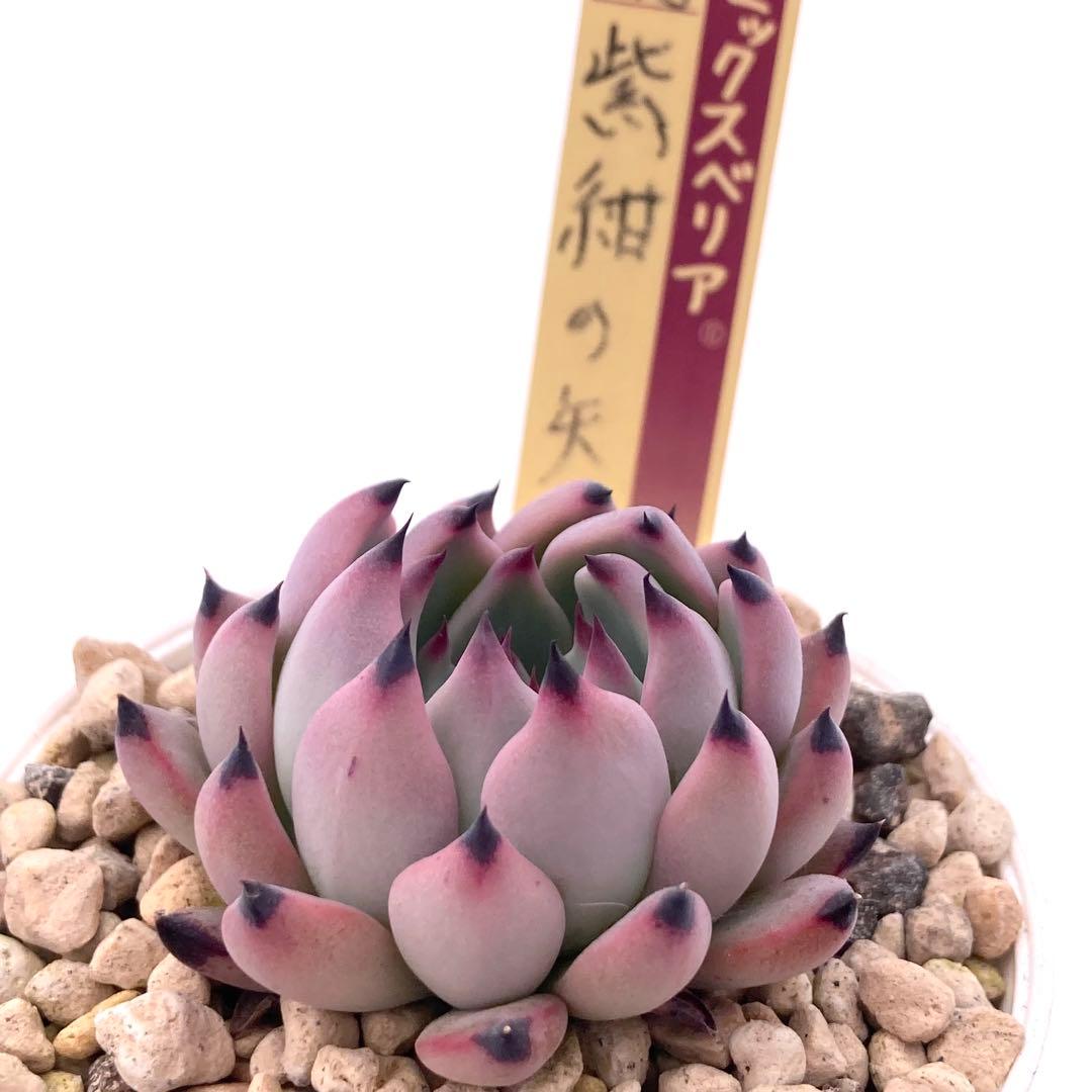 極上苗】ミックスベリア 紫紺の矢 多肉植物 おらいさん 自家繁殖苗