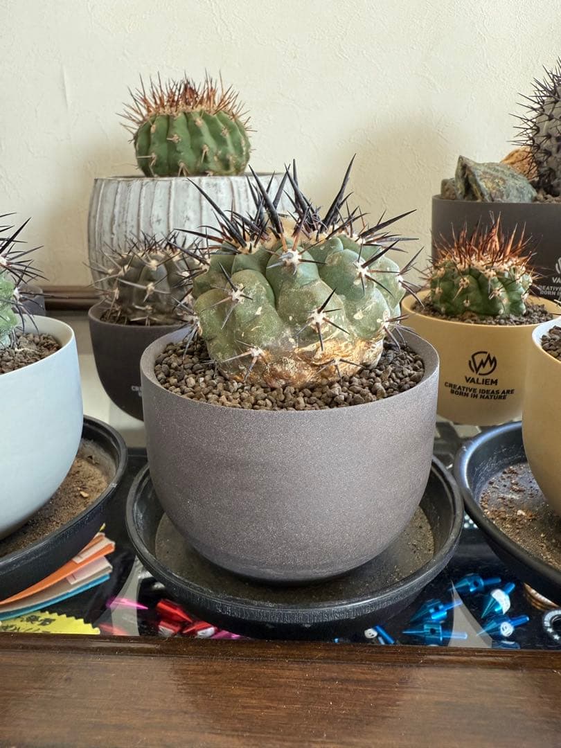 黑王丸Copiapoa cinerea強棘 実生の発根済み