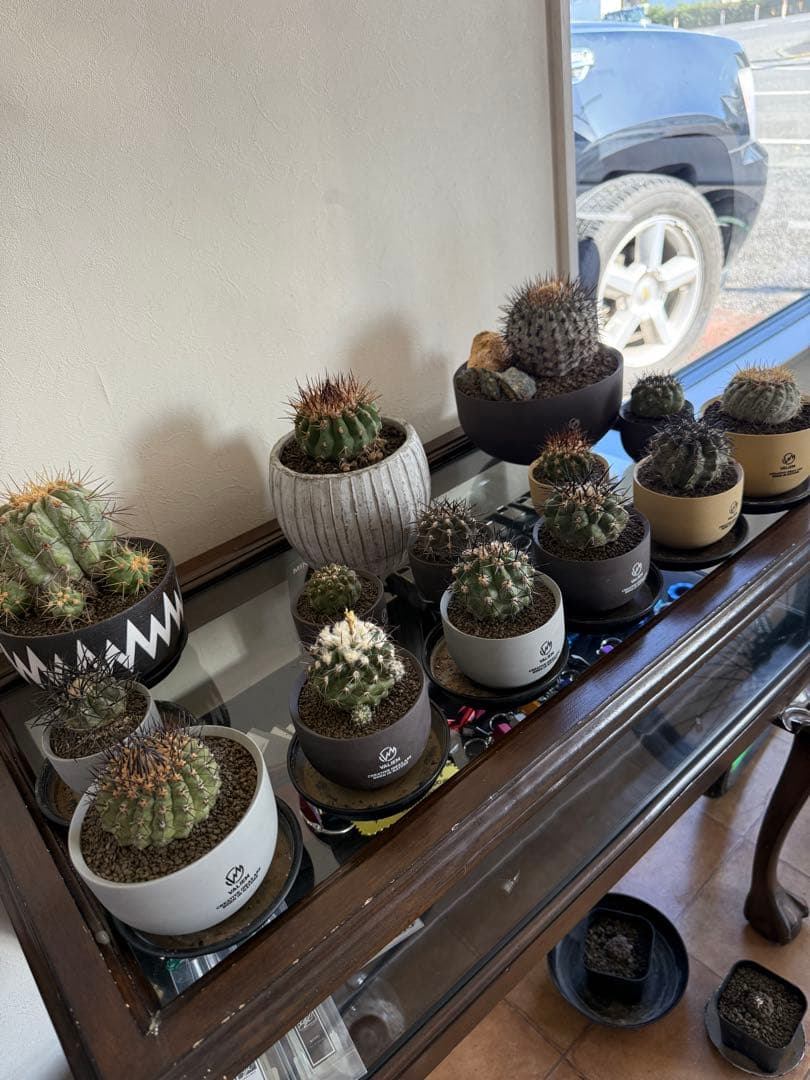 黑王丸Copiapoa cinerea強棘 実生の発根済み