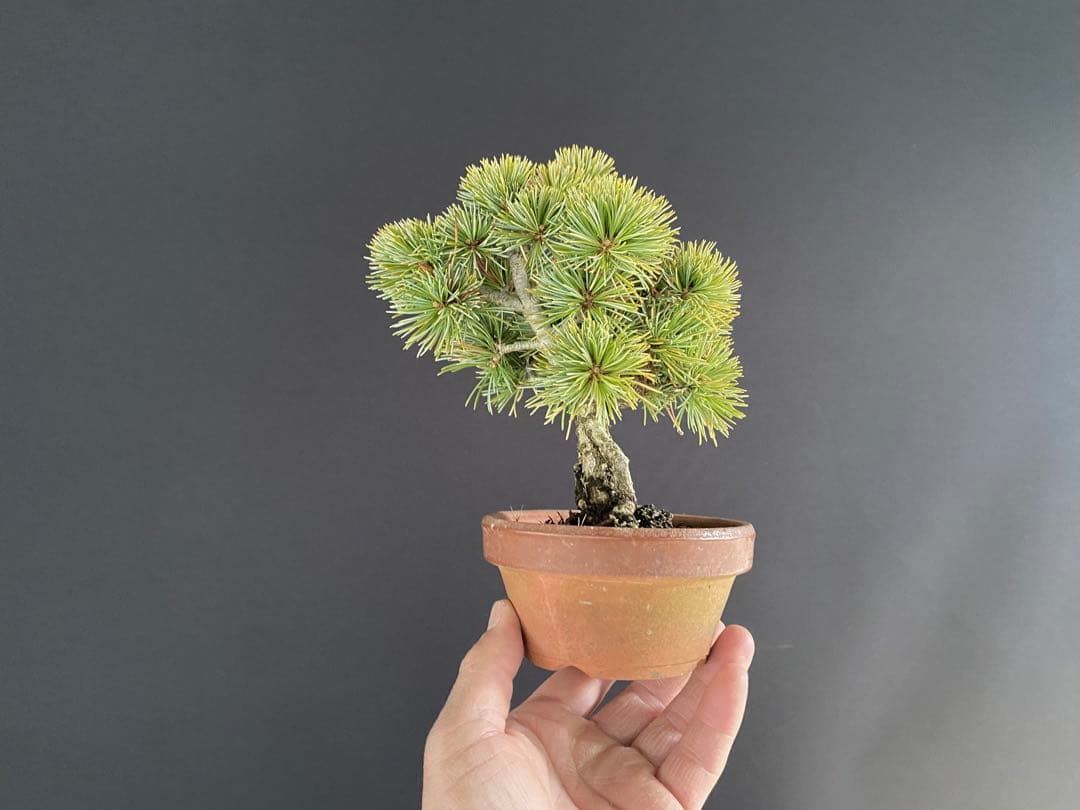 白木盆栽園　樹齢18年　実生　五葉松樹高15センチ　盆栽黒松赤松観葉植物ミニ盆栽