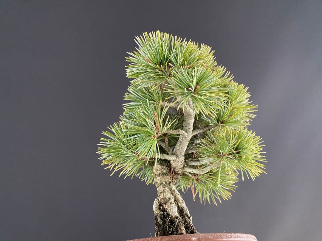 白木盆栽園　樹齢18年　実生　五葉松樹高15センチ　盆栽黒松赤松観葉植物ミニ盆栽