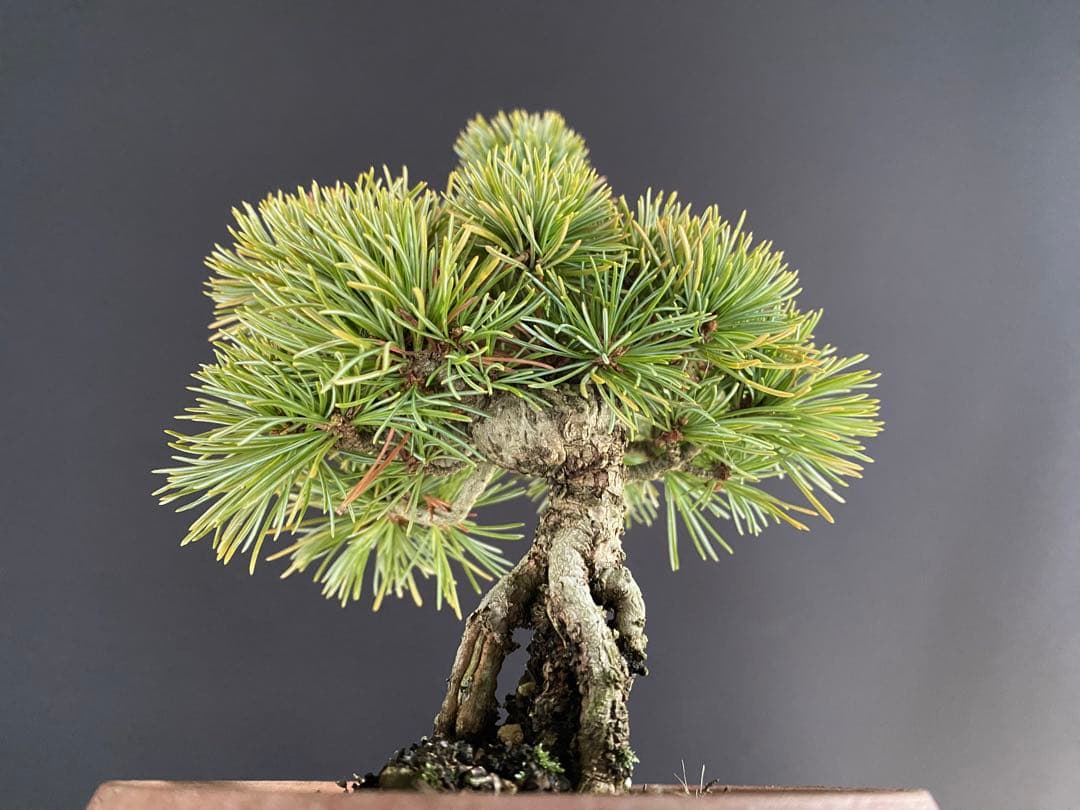 白木盆栽園　樹齢18年　実生　五葉松樹高15センチ　盆栽黒松赤松観葉植物ミニ盆栽