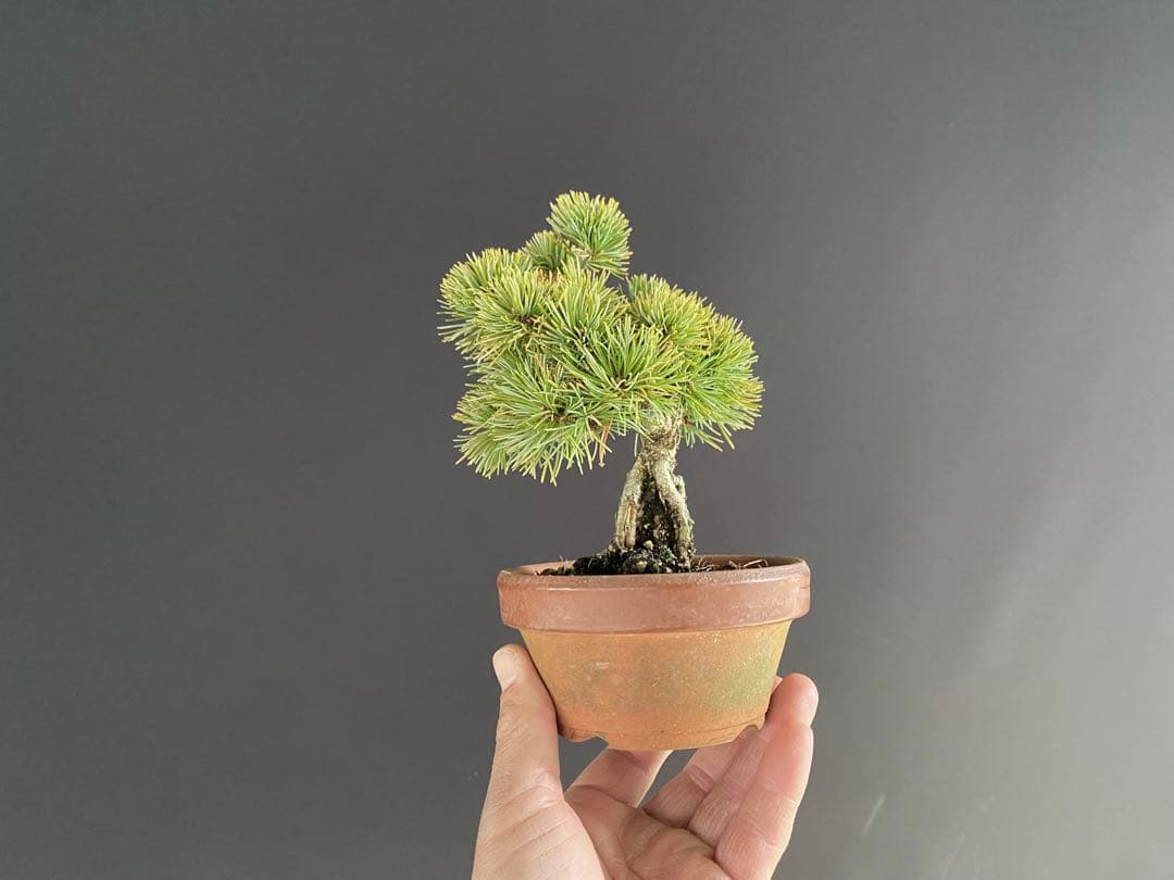 白木盆栽園　樹齢18年　実生　五葉松樹高15センチ　盆栽黒松赤松観葉植物ミニ盆栽