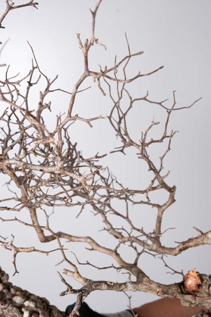 KP115 オペルクリカリア パキプス コーデックス ベアルート株