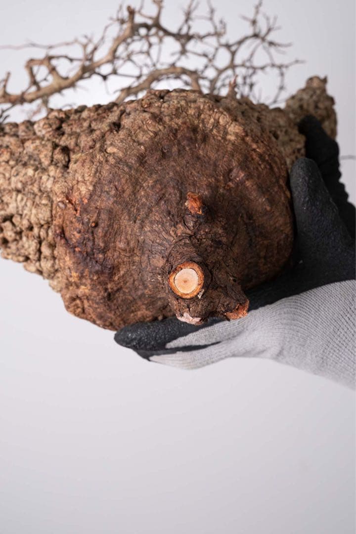 KP115 オペルクリカリア パキプス コーデックス ベアルート株