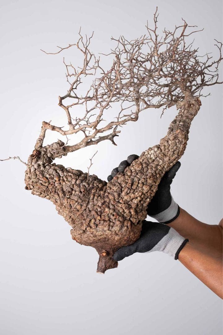 KP115 オペルクリカリア パキプス コーデックス ベアルート株