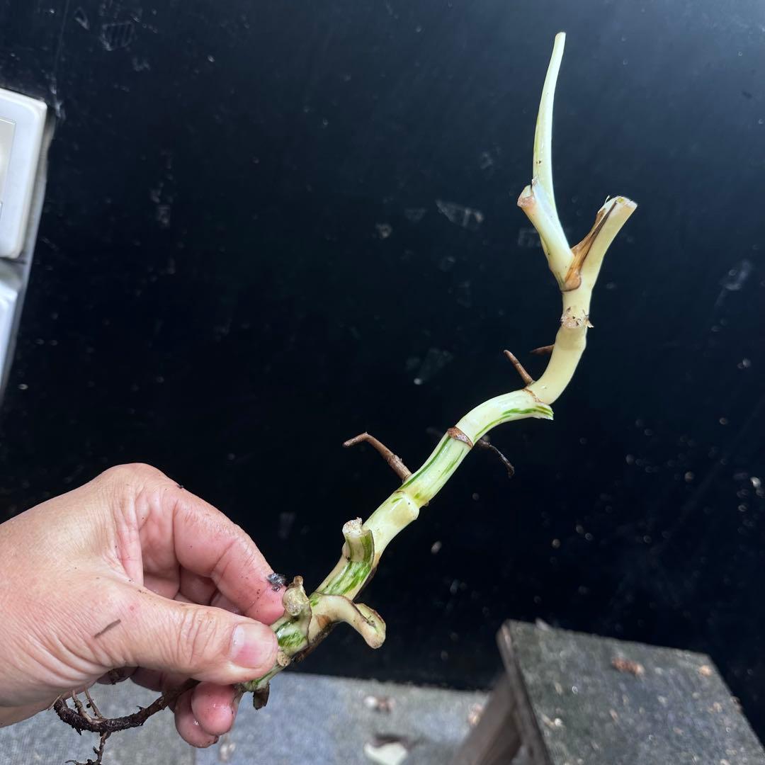 斑入りモンステラホワイトタイガー茎8株おまとめ - メルカリ