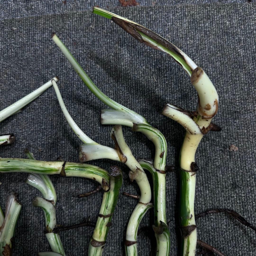 斑入りモンステラホワイトタイガー茎8株おまとめ - メルカリ