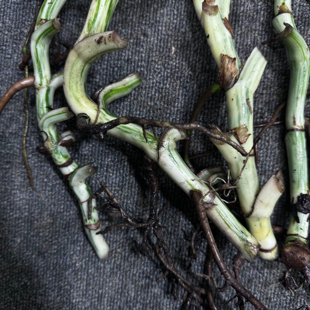 斑入りモンステラホワイトタイガー茎8株おまとめ - メルカリ