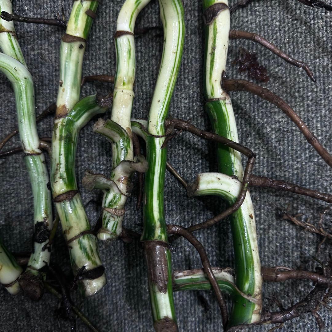 斑入りモンステラホワイトタイガー茎8株おまとめ - メルカリ