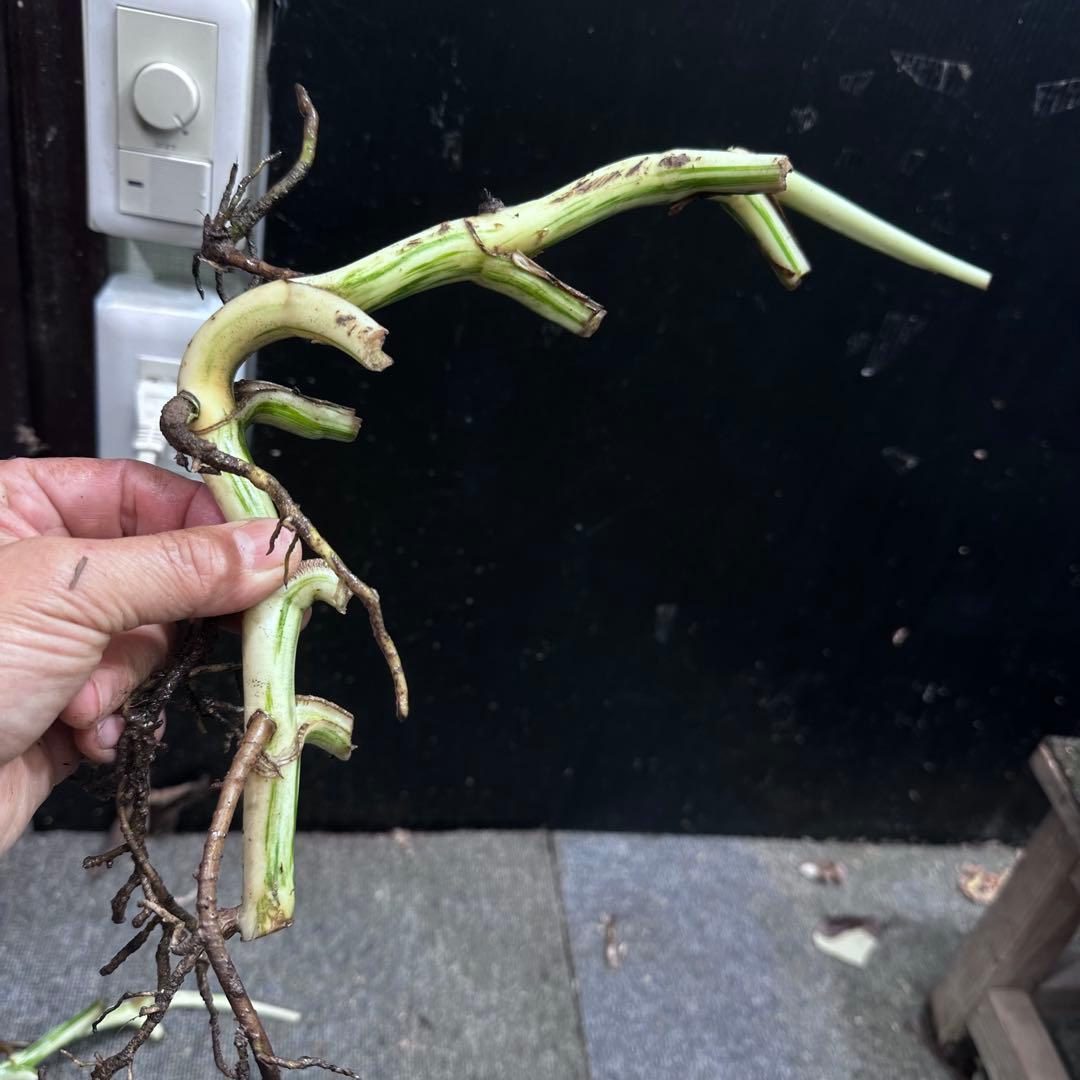 斑入りモンステラホワイトタイガー茎8株おまとめ - メルカリ