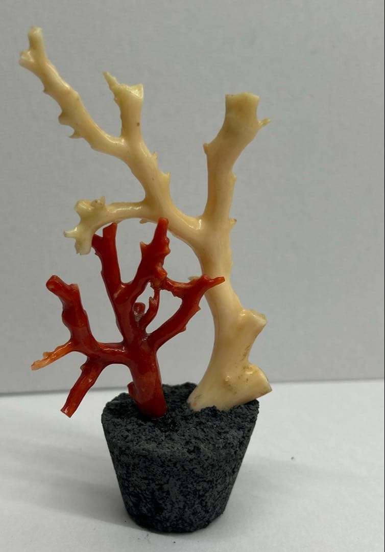 天然珊瑚　飾り